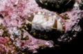 Chiton.jpg