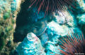 Octopus 300.jpg