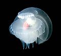 Unknown mollusk.jpg
