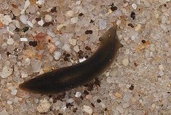 Planarian.jpg
