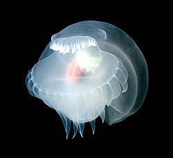 Unknown mollusk.jpg