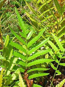 Starr 061108-9784 Cyclosorus interruptus.jpg