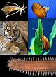 Animal diversity.jpg