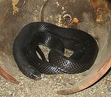 Sinai Desert Cobra.jpg