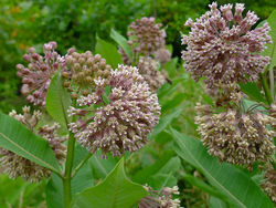 Asclepias syriaca.jpg