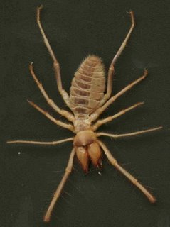 Camel spider.jpg