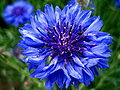 Thumbnail for version as of 06:27, 26 May 2009