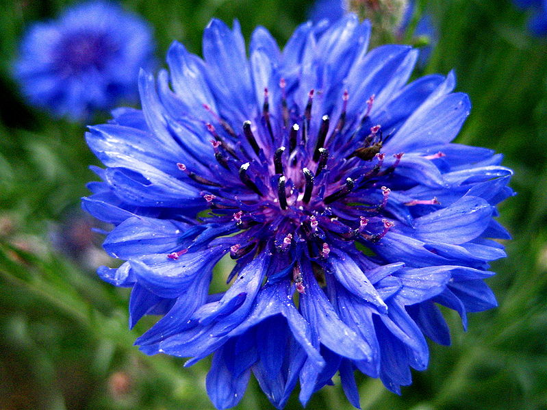 File:Cornflower.jpg