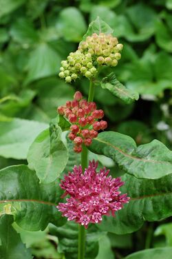 Purple Milkweed Asclepias purpurascens Flower Heads 2000px.jpg