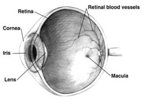 Normal human eye cross-sectional view
