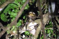 Flores scops owl.jpg