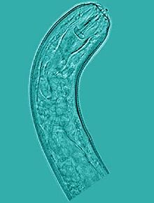 Pratylenchus zeae.jpg