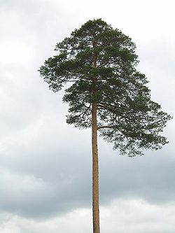 450px-SV100408.jpg