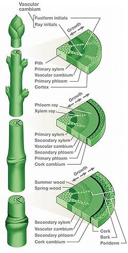Stem-cross-section.jpg