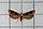 Stub icon