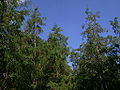 Cupressus lusitanica Puebla.jpg
