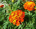 French marigold.jpg