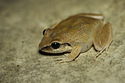 Craugastor rhodopis.jpeg