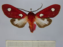 Hyperthaema pulchra.JPG