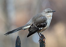 Mockingbird in Bay Ridge (85082).jpg