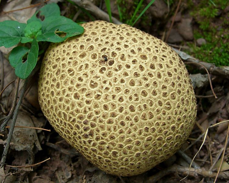File:Pigskin Poison Puffball.jpg