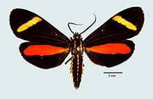 Ephialtias draconis.jpg