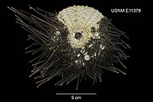 Centrostephanus sylviae (USNM E11379) 001.jpeg