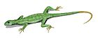 Petrolacosaurus kansensis