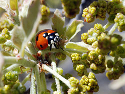Ladybug on oak.jpg