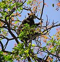 Bennett's Tree-kangaroo mother & baby.jpg