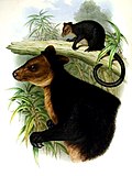 Dendrolagus ursinus Gould.jpg