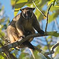 Lumholtz's tree-kangaroo.jpg