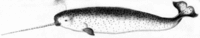 Narwhal.gif