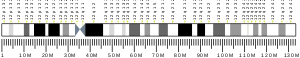 Chromosome 12 (human)