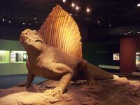 Dimetrodon1.jpg