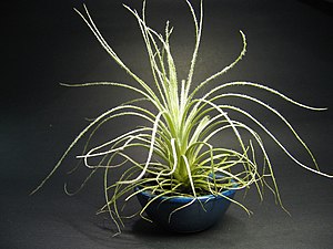 Tillandsia tectorum (43979290).jpg