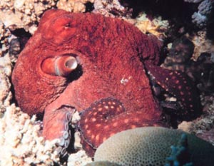 File:OOctopus.jpg