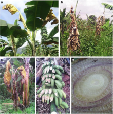 Banana Xanthomonas Wilt.webp
