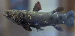 Coelacanth (Latimeria chalumnae).jpg