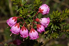 Phyllodoce empetriformis 0598.JPG