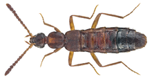 Drusilla canaliculata (Fabricius, 1787) (20873537646).png