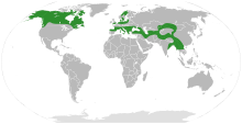 Elaeagnaceae distribution.svg