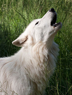 Alaskan Tundra Wolf howling.jpg