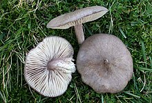 Entoloma porphyrophaeum (25049146607) (cropped).jpg