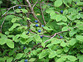 Thumbnail for version as of 01:15, 19 April 2009