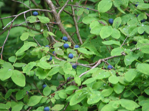 File:Alaskablueberries.jpg