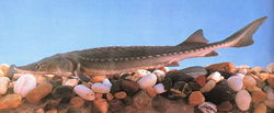 Acipenser sinensis.jpg
