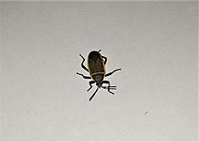 Largus californicus.jpg