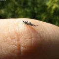 Thrips.jpg