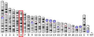 Chromosome 6 (human)